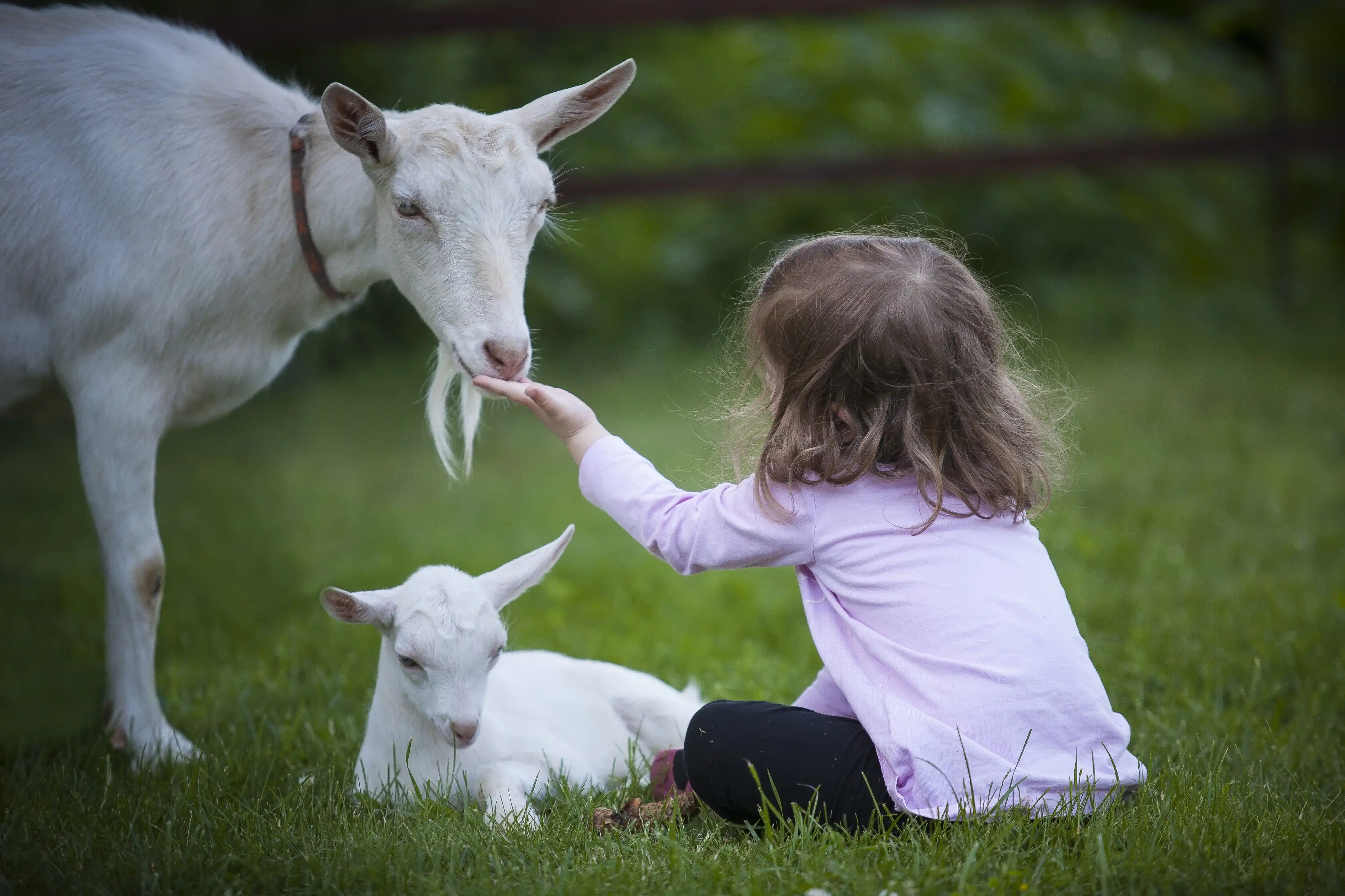 Child playing with a goat on the farm