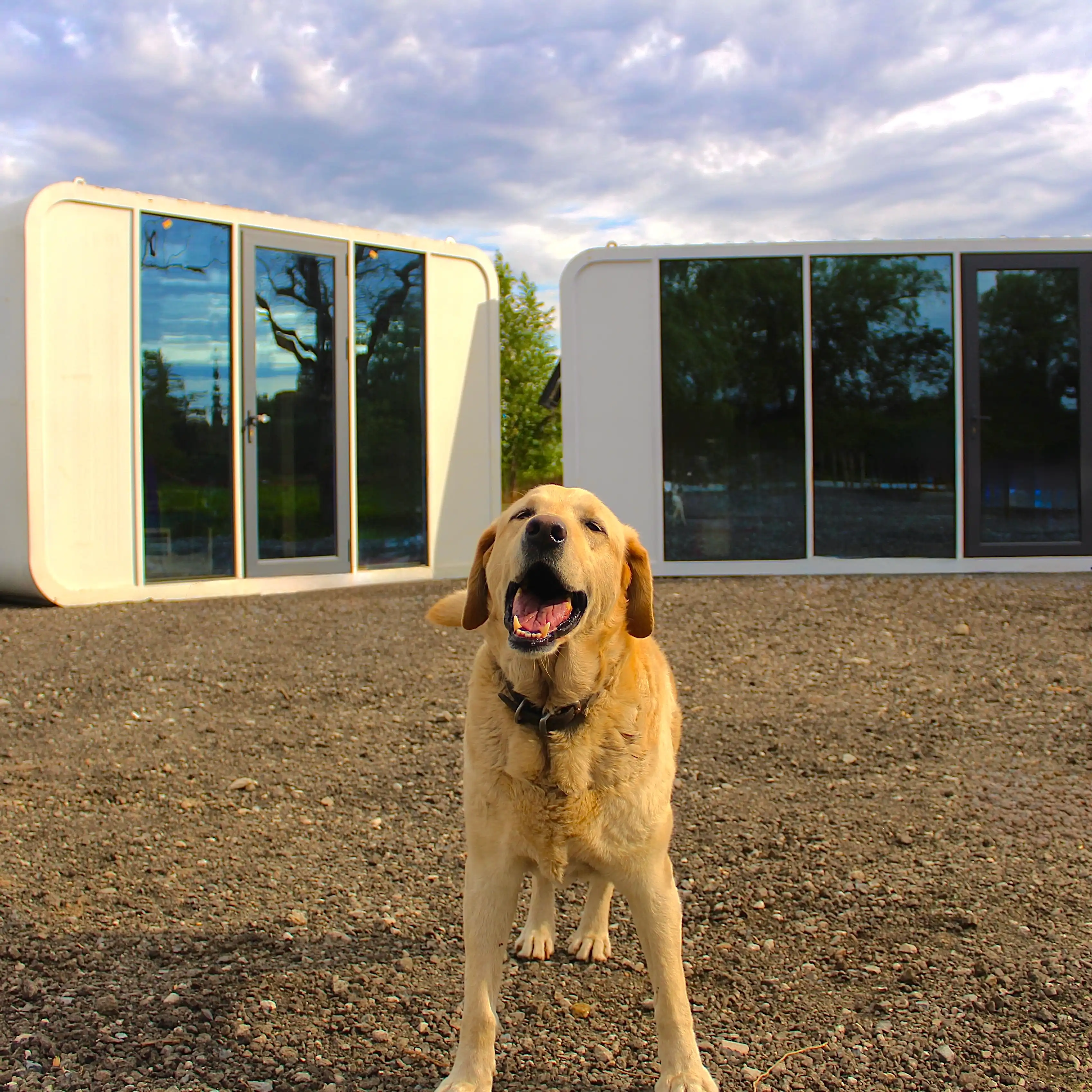 Golden labrador dog playing outside LBH clinic
