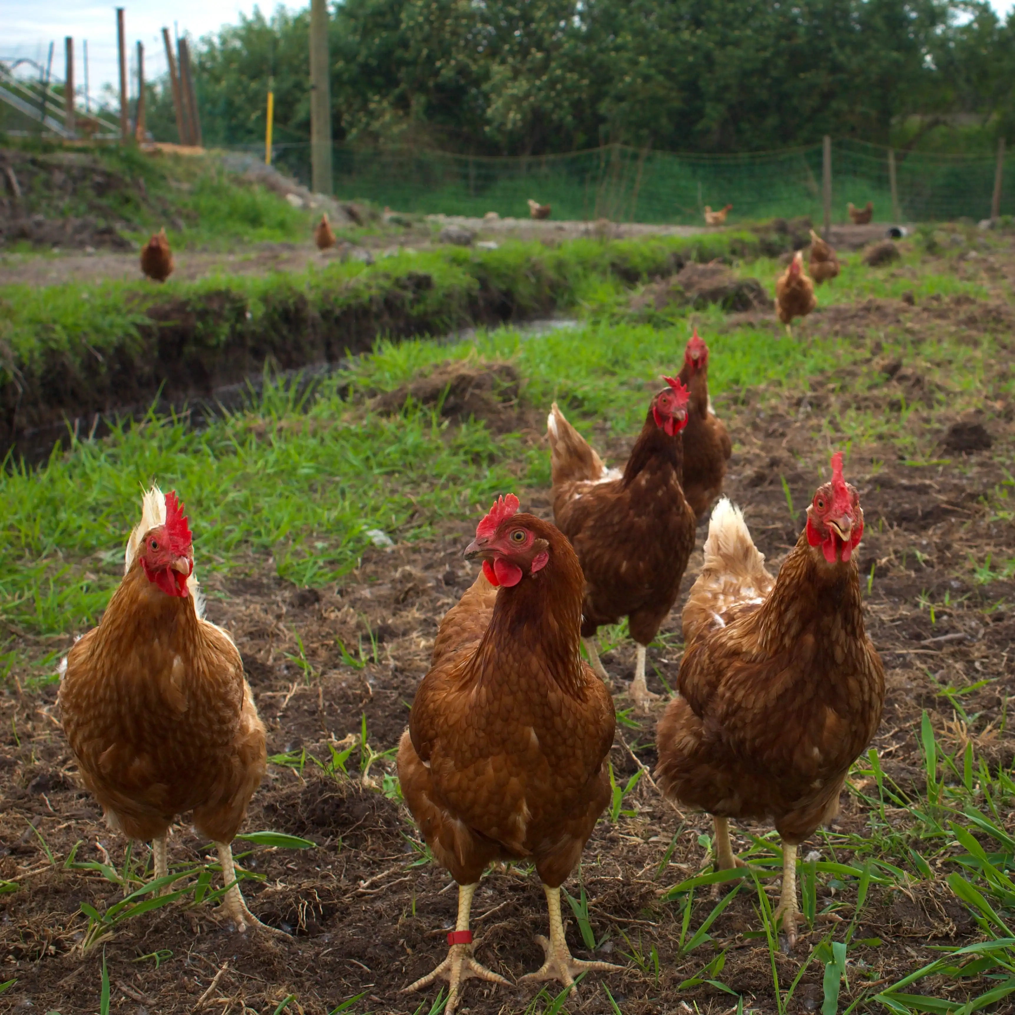Chickens on LBH Clinic farm