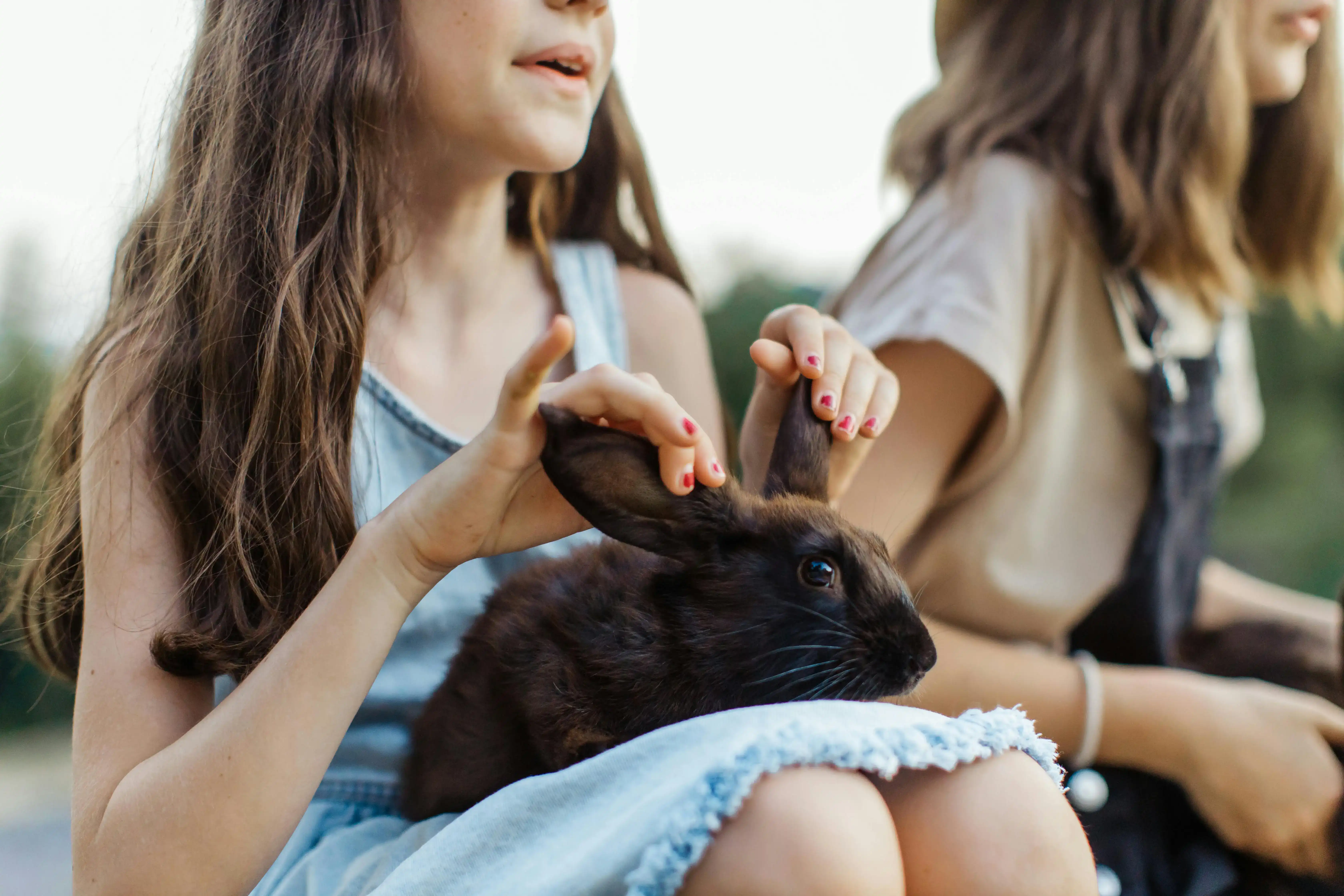Child petting a rabbit