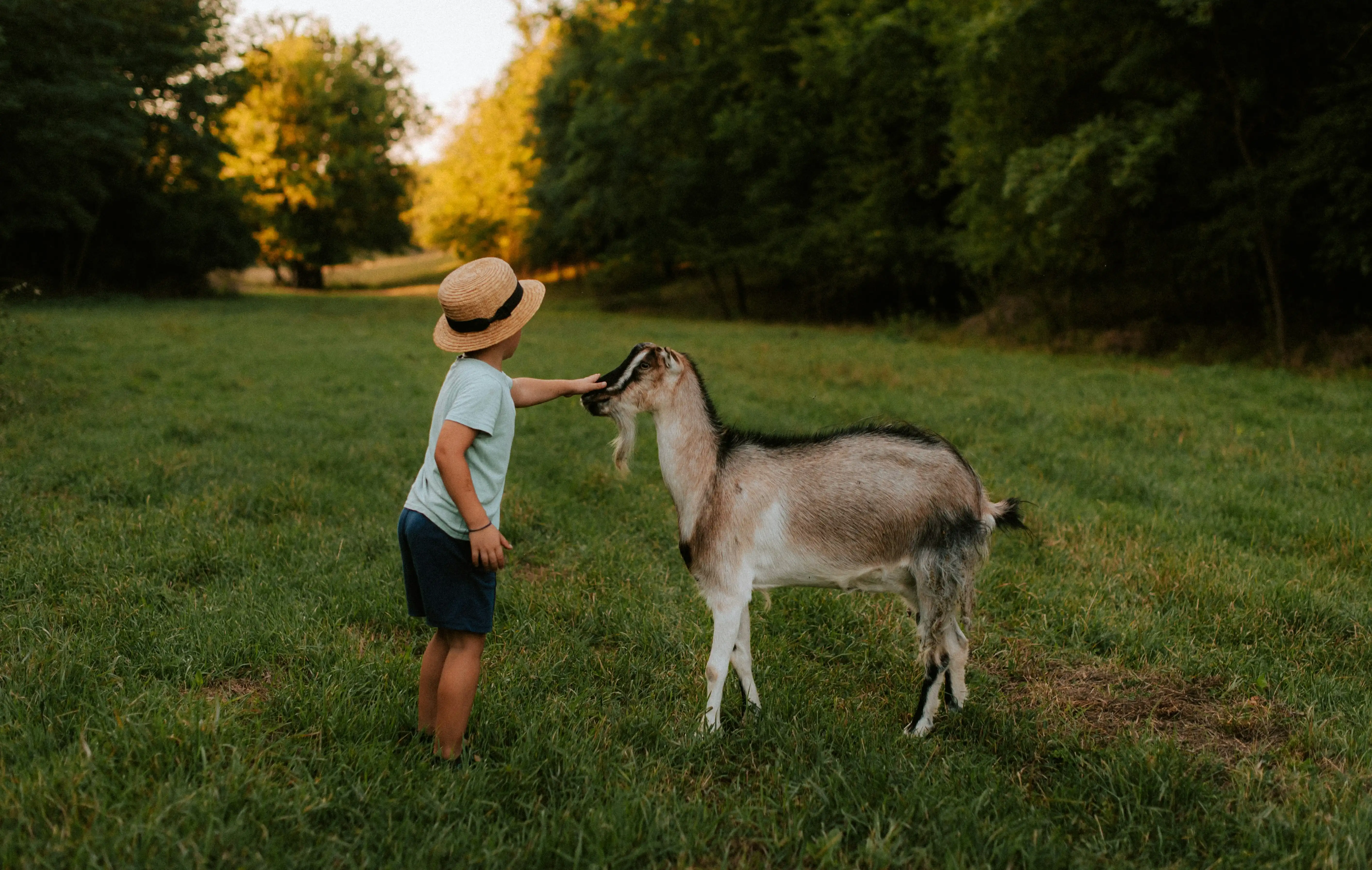 Child petting a goat
