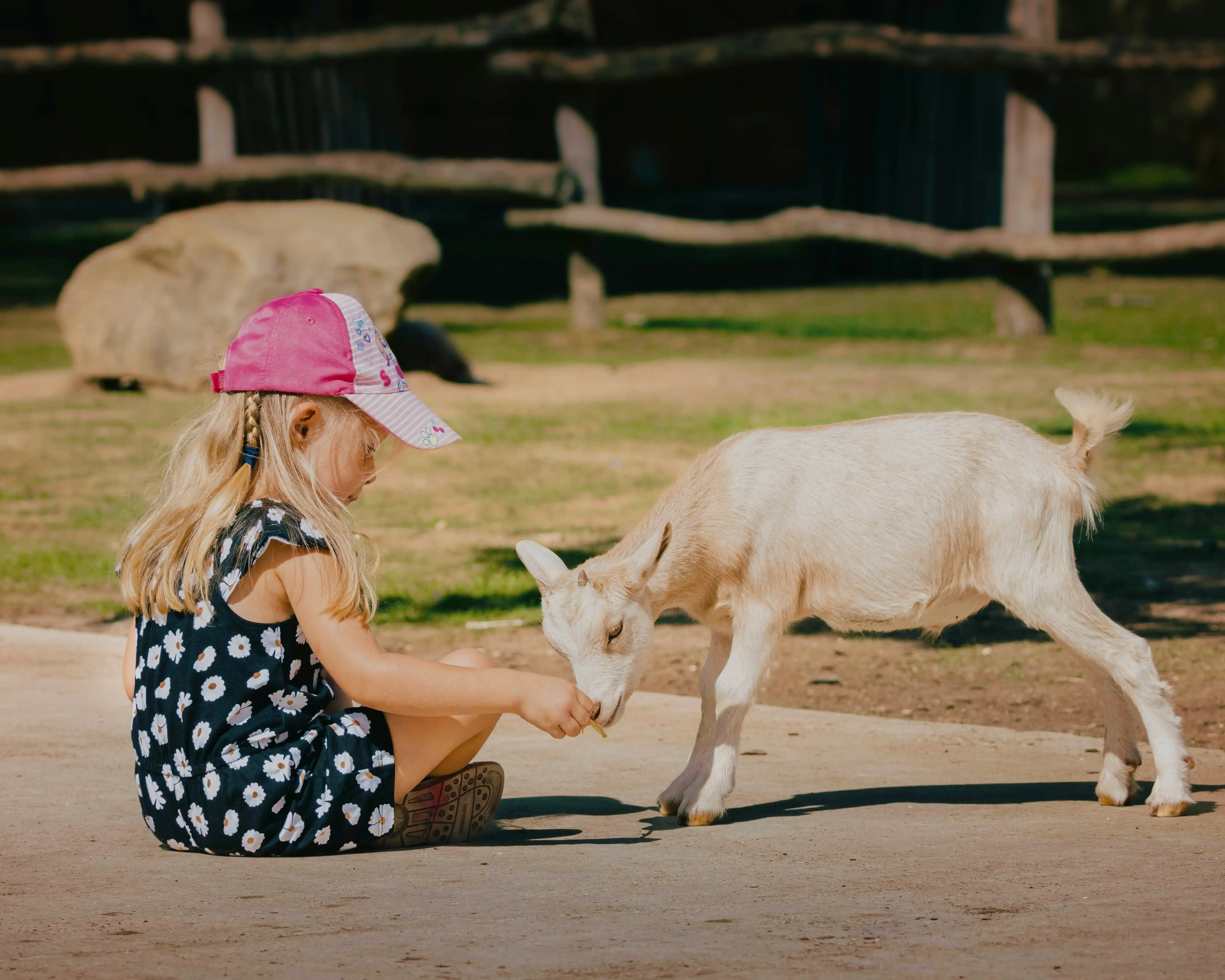 Child feeding a goat