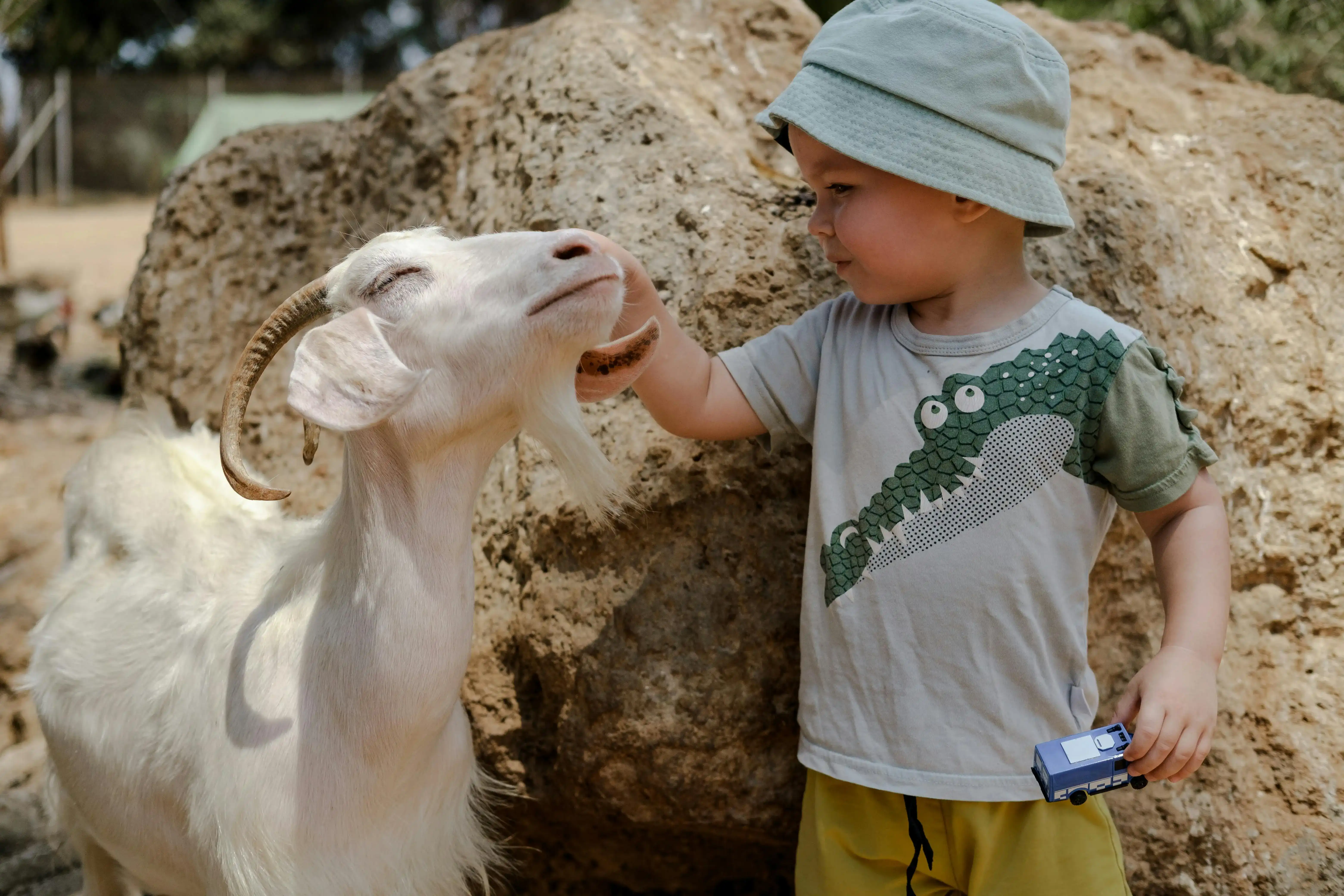 Child petting a goat