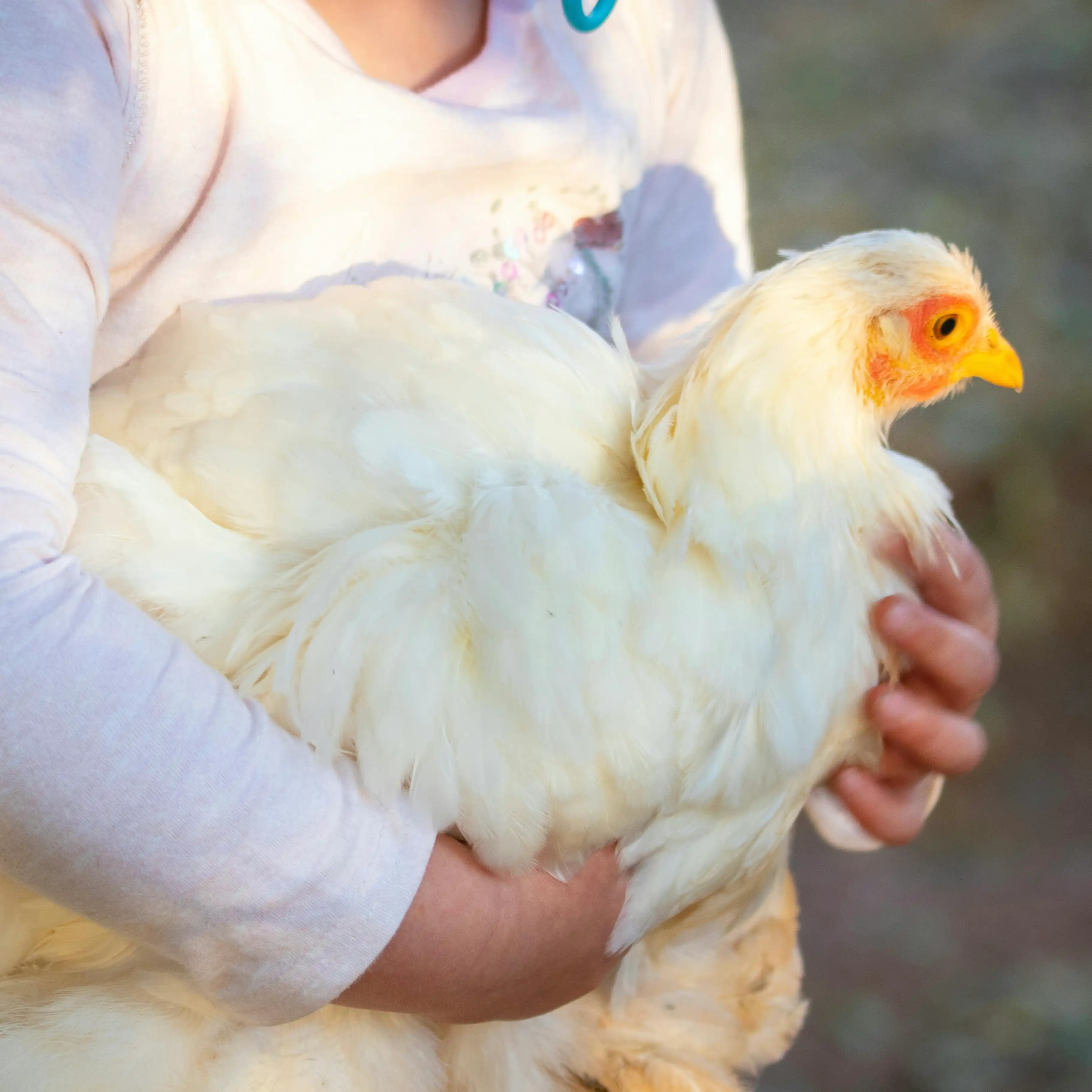 Child holding a chicken on the farm