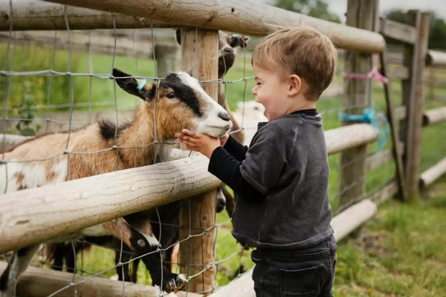 Child petting a goat on the farm